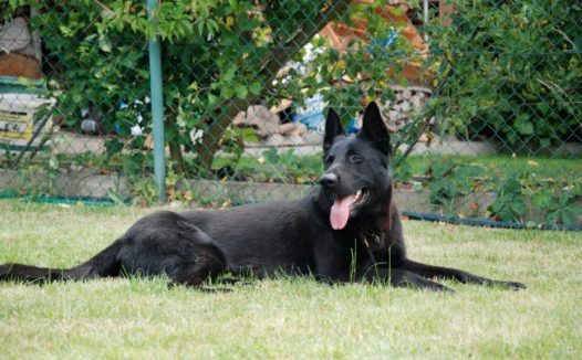 可爱杜宾犬图片