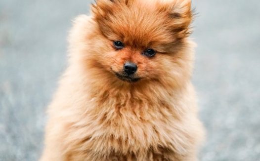 可爱超萌博美犬狗狗图片