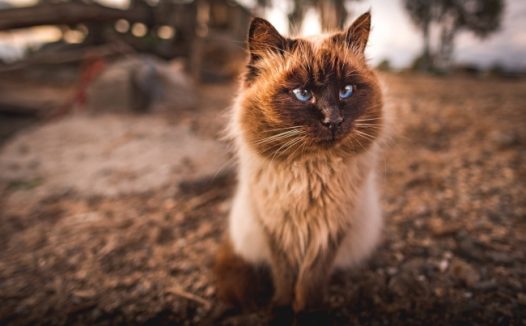 萌宠猫咪图片大全可爱