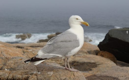 海岸上的海鸥图片