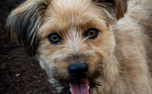 可爱呆萌小梗犬摄影图片