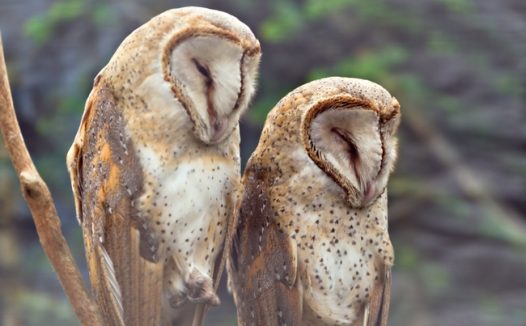 两只瞌睡的猴面鹰摄影图片