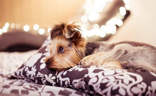 可爱约克夏图片