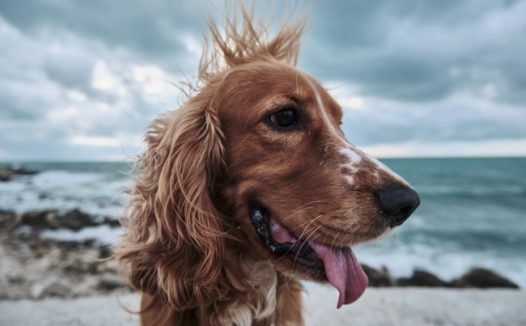 海边金毛猎犬图片