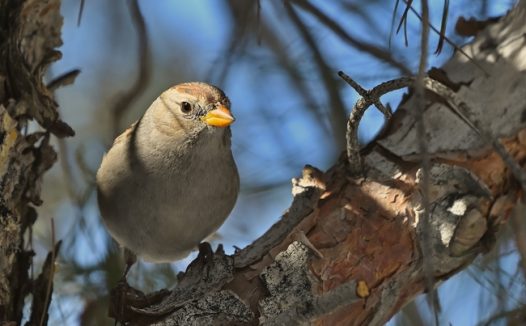 野生白冠麻雀摄影图片