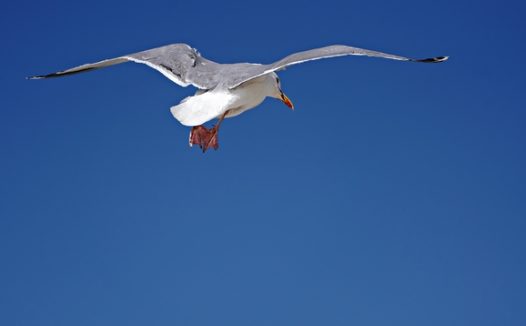 蓝色高空中飞翔的海鸥图片