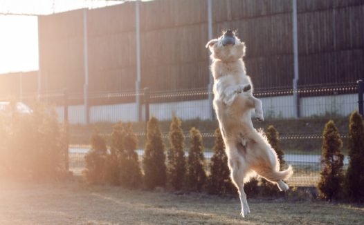 金毛猎犬高跳图片