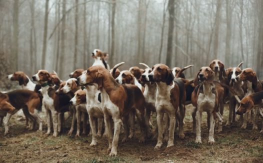 纯种惠比特犬图片