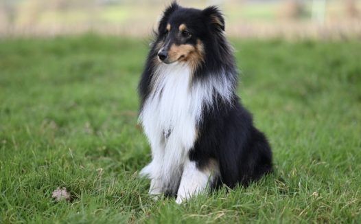 绿色草地苏格兰牧羊犬摄影图片