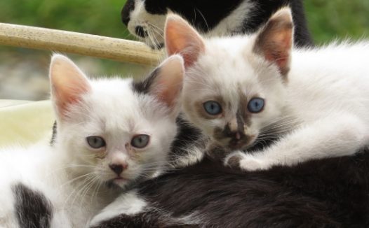 流浪猫一家图片