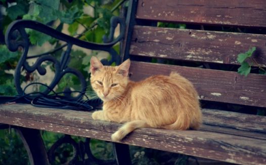 木椅上的小猫图片