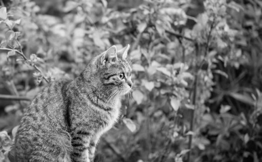 宠物猫写真黑白图片