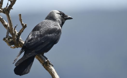 站在枯枝树凝视远方的寒鸦图片