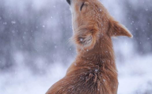狗坐在雪地里嚎叫图片