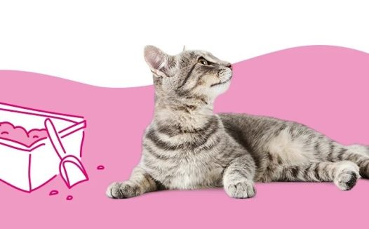 为什么我的猫拉血便便?9 种可能的原因