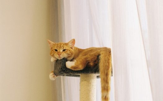 中华田园橘猫图片