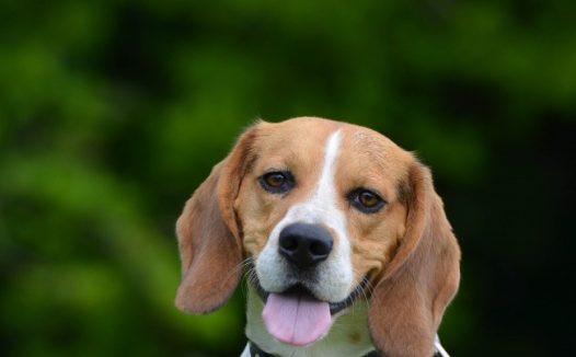 狗狗图片比格犬