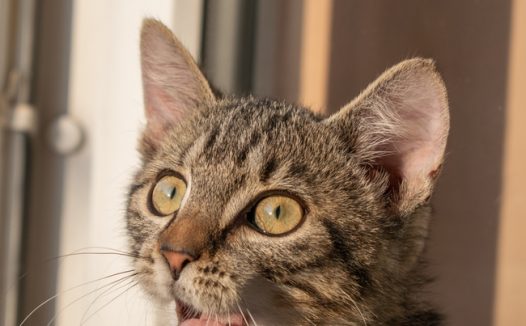 趴在窗台边上的可爱虎斑猫图片