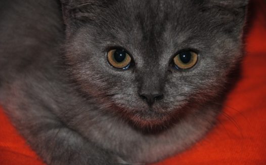 灰色折耳猫图片