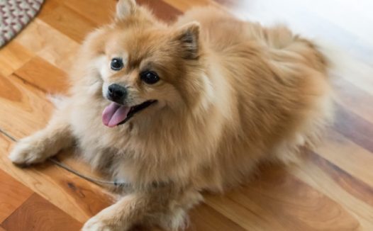 可爱狐狸犬图片