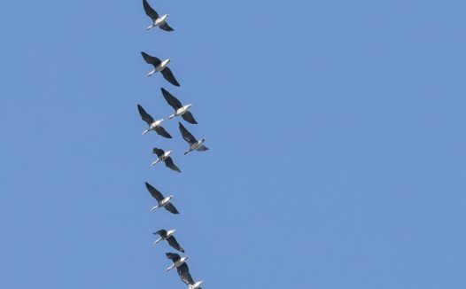 蓝色天空上南飞的大雁图片