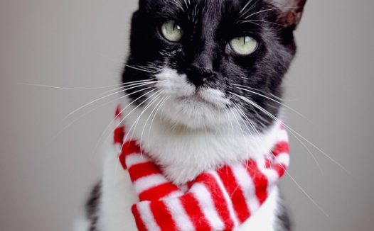 黑白相间可爱萌猫摄影图片