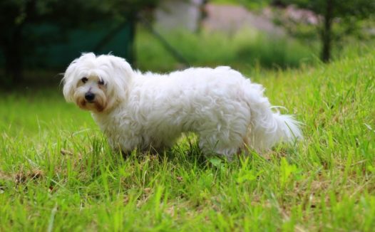 白色长卷毛宠物狗图片