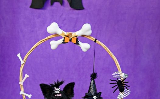 万圣节主题约夏克犬写真摄影图片