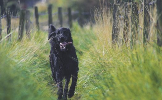奔跑的黑色狗狗图片