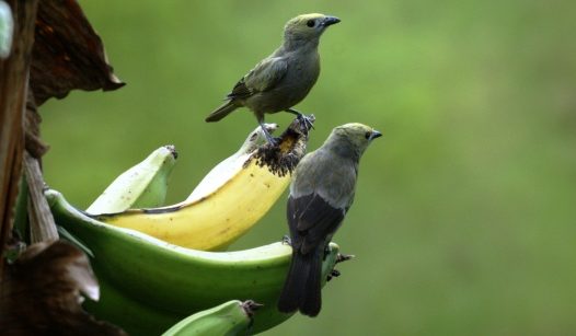 香蕉上的情侣小鸟图片