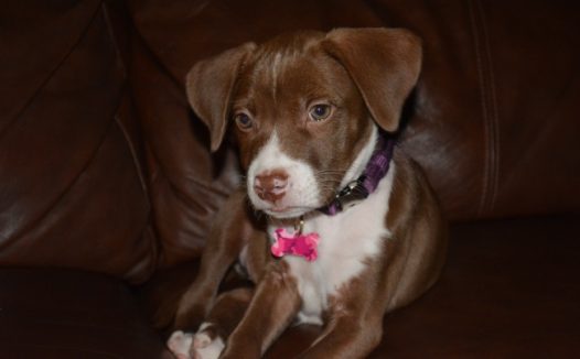 可爱狗狗呆萌图片