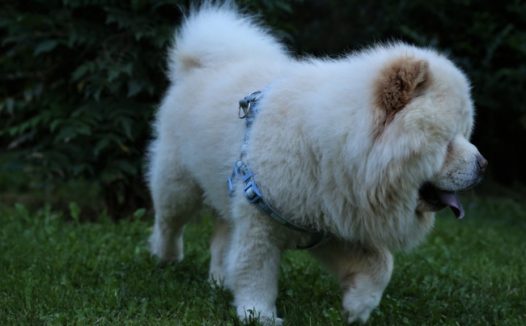 白色松狮犬狗狗图片