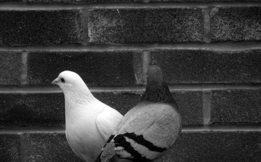 黑白鸽子图片