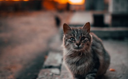 萌萌哒可爱猫咪图片