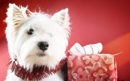 白色狗狗与礼盒图片