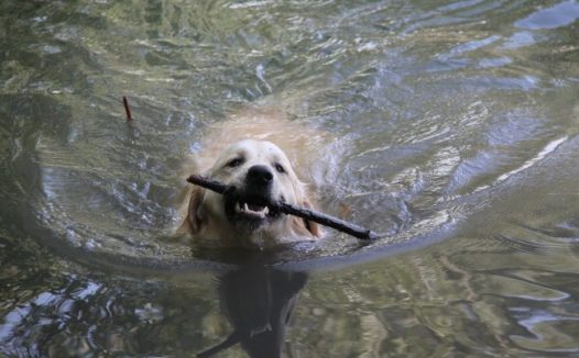 成年金毛猎犬图片
