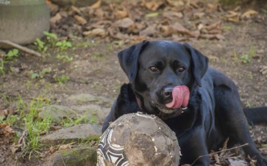 黑色可爱宠物狗图片