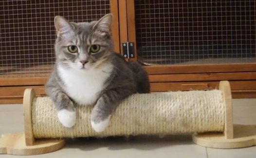 超呆萌猫咪图片