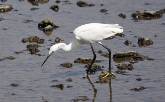白鹭湖边觅食图片