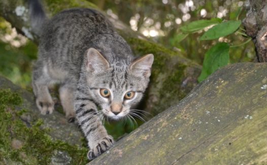 呆萌虎斑猫图片