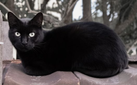 纯黑色小猫咪图片