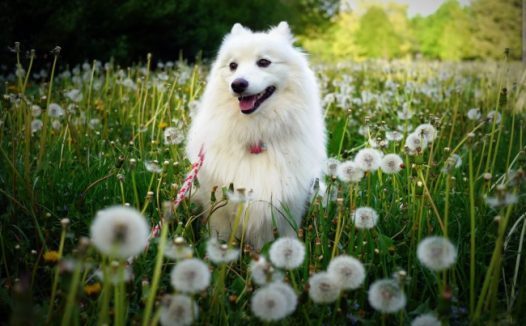 微笑萨摩耶狗狗图片