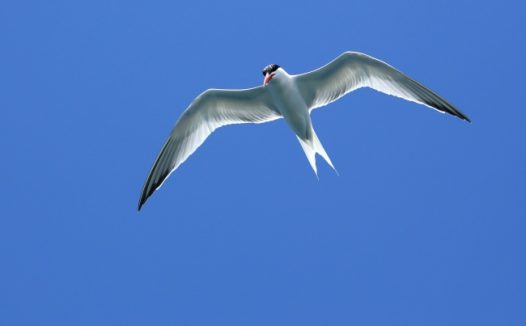 海鸥展翅高飞图片
