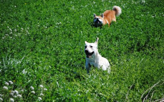 秋田犬和拉布拉多图片