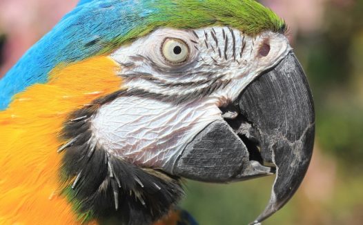 可爱彩色鹦鹉图片