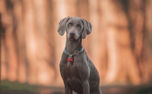 蹲坐在地上的拉布拉多图片