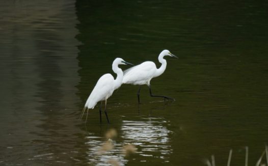 湖面两只苍鹭图片