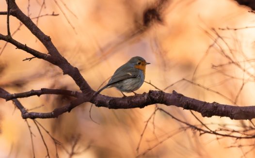 日暮黄昏站在枝头的知更鸟摄影图片
