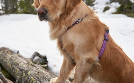 雪地里的金毛猎犬图片