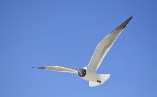 天空中飞翔海鸥图片